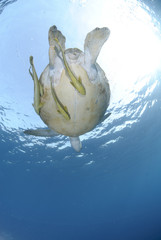 Green turtle swimming towards the ocean surface.