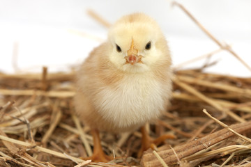 Le nid du poussin © Mastrofoto