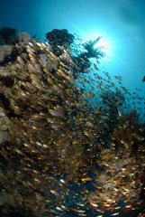 Fototapeta na wymiar Tropical Glass fish swarm around a pinnacle