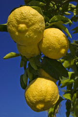 Limoni 3