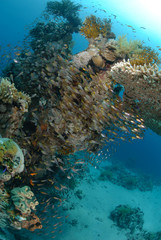 Tropical Glass fish swarm around a pinnacle