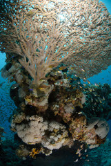 below view of a Table coral
