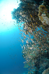 Tropical Glass fish swarm around a pinnacle