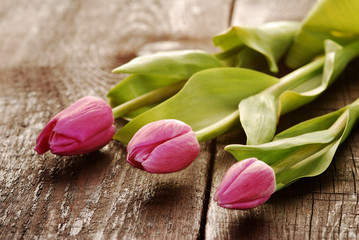 Różowe tulipany © Justyna Kaminska