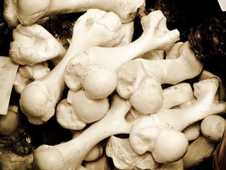 Knochen