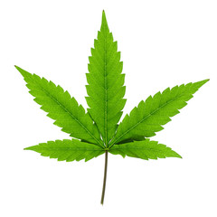 Cannabis leaf isolated on white background.