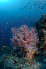 Naklejka na ściany i meble Colourful tropical reef