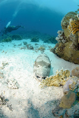 Giant puffer fish