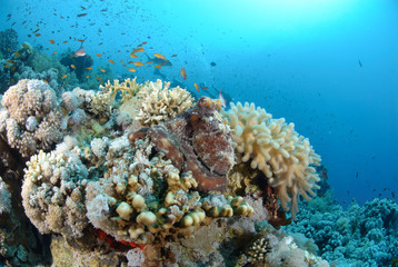 Fototapeta na wymiar Common reef octopus