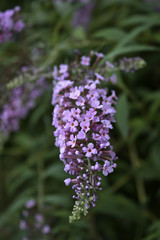 lavender butterfly bush flowers