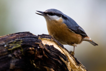 Kleiber (Sitta europaea)