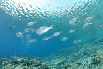 Fototapeta na wymiar School of tropical silver fish