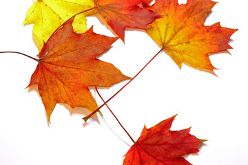 Obraz premium Ahornblatt