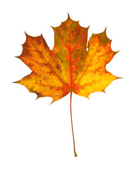 beautiful autumnal maple leaf isolated on white background