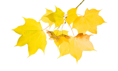 autumnal maple branch