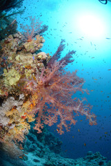 Naklejka na ściany i meble Vibrant and colourful tropical reef