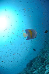 Yellow bar anglefish and coral reef and sun