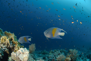 Fototapeta na wymiar Yellow bar anglefish and coral reef