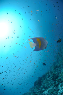 Yellow bar anglefish and coral reef and sun