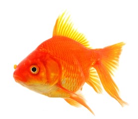 goldfish