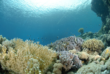 Vibrant and colourful tropical reef