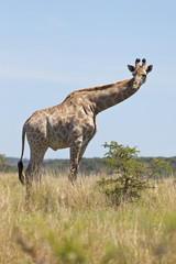Young Male giraffe