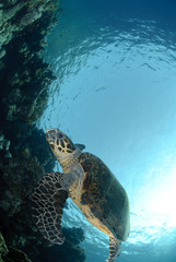 Obraz na płótnie Canvas One Male hawksbill turtle. Red Sea, Egypt.