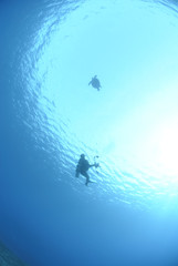 Silhouette of diver and Sea Turtle