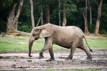 Obraz premium African Forest Elephant ( Loxodonta cyclotis).