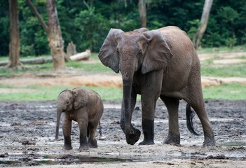 Fototapeta na wymiar The kid the elephant calf with mum.