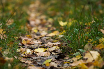 autumn yellow maple leafs - fall motive