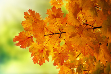 Autumn maple leaves background