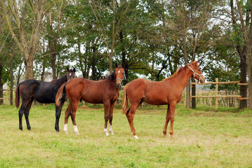 Fototapeta premium three young horses