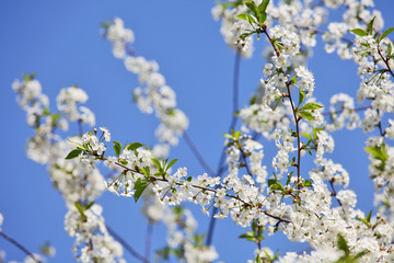 white cherry flowers - spring time
