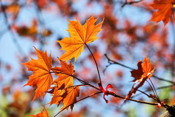 Spring leaves look like autumn fall leaves