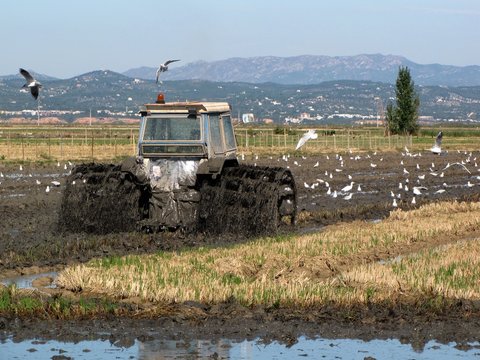 TRACTOR TRABAJANDO EN UN CAMPO DE ARROZ (DELTA DEL EBRO)