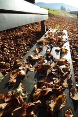 herbstblätter