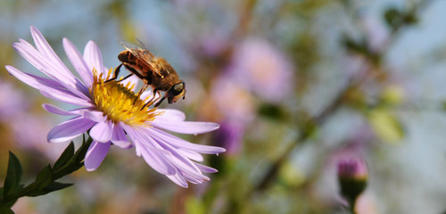 Wildbiene auf Aster