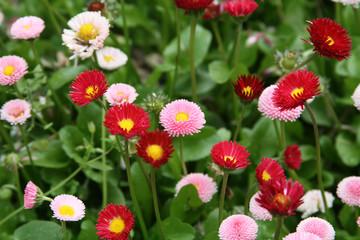 Summer flower-bed