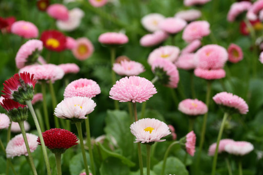 Flower-bed of bellis