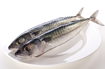 Mackerel