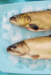 bachforelle, saibling