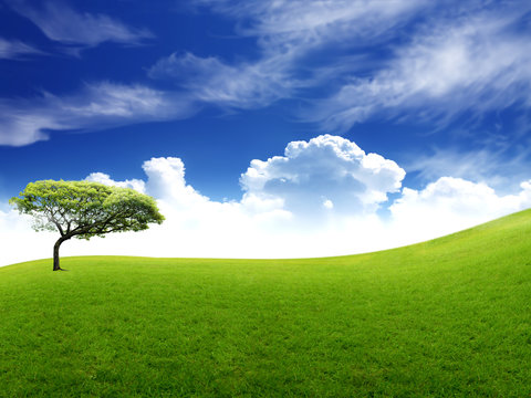 Meadow with green grass and blue sky with clouds and tree .