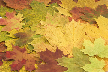 Naklejka na ściany i meble Background from autumn leaves.