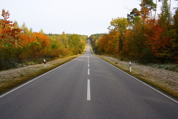Straße durch den Wald im Herbst