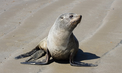Fototapeta premium sea lion