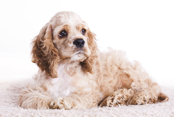Puppy American Cocker Spaniel Breed