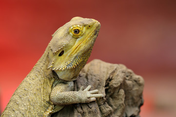 Bearded Dragon