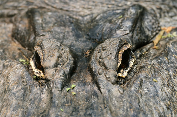 Alligator