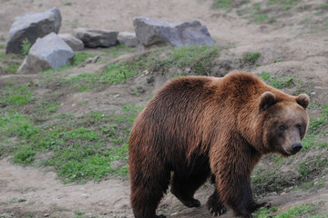 Braunbär